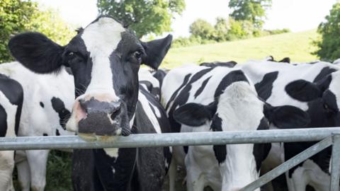 Stock picture of cows