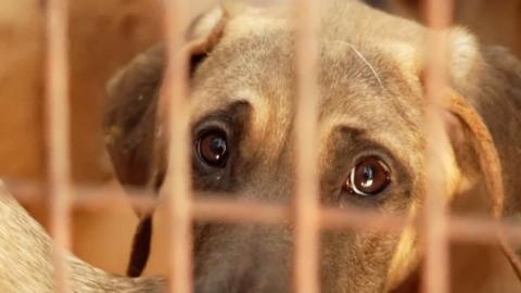 Dog picture behind bars