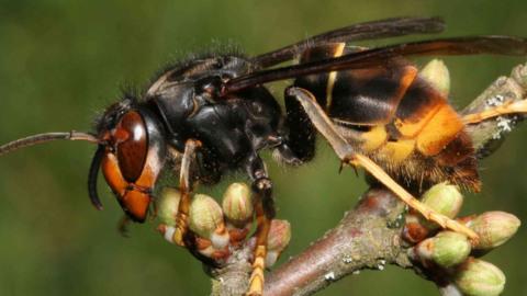 An Asian hornet