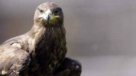 A picture of a Steppe eagle, similar to the one that was killed