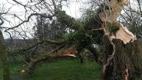 Fallen tree