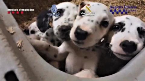 Rescued Dalmatians