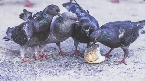 Pigeons eating bread