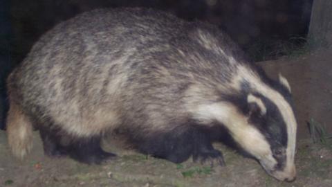 Badger at Flowton
