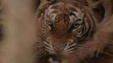 Tigers behind bars