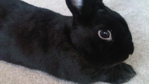 Otis the rabbit