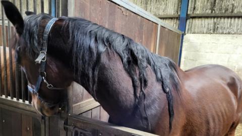 A pic of an emaciated horse with matted mane