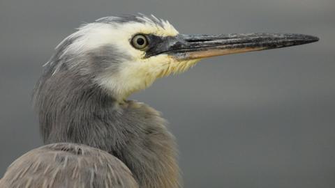 White-faced heron
