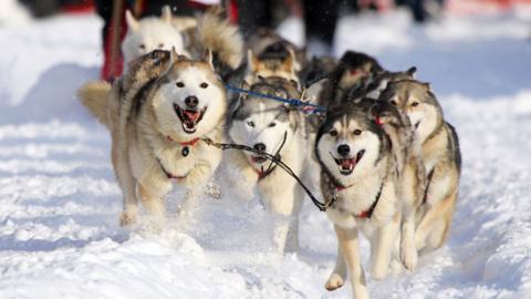 Huskies in Iditarod in 2013