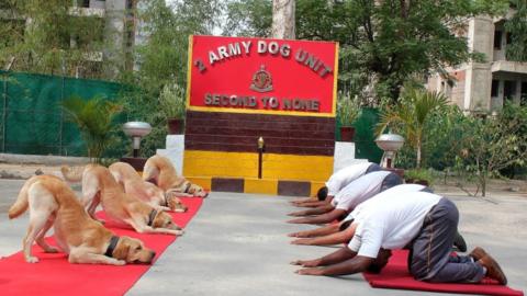 Dogs doing yoga with Indian army