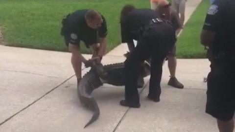 Alligator being picked up