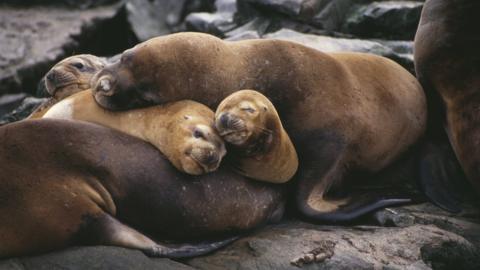 Sleeping sea lions, Patagonia, Chile, March 1994