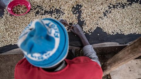 Former fighter Musubao, 34, sorts coffee beans in Idjwi. 14th April 2022.