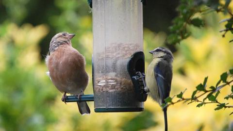 Two birds feeding