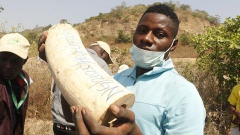 A man holding a tusk before it is destroyed.