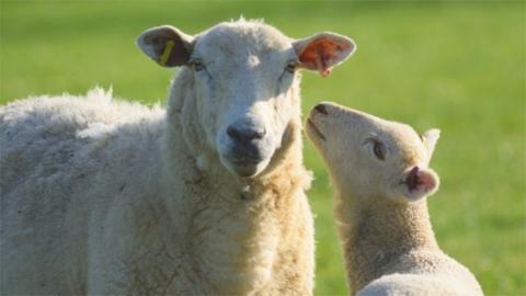Sheep and lamb