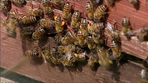 A photo of honey bees