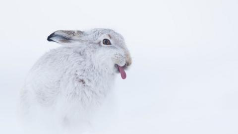 A Peak District mountain hare