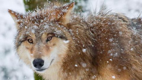 European grey juvenile wolf in winter forest, Switzerland