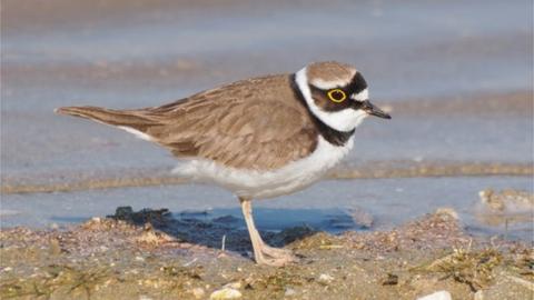 Little ringed plover