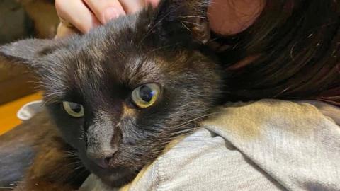 barnaby the cat with owner