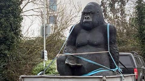 gorilla on trailer