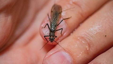 The tiny stone fly, scarce yellow sally