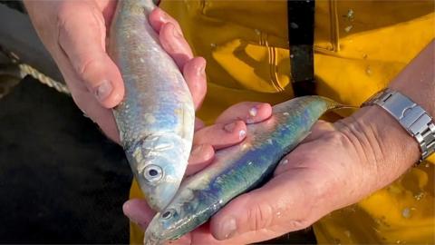 Suffolk's heritage of herring fishing locally known as the Silver Darlings is remembered.