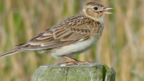 Skylark