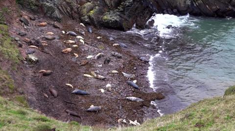 A nature reserve ranger says seal pup numbers are recovering after being devastated in last year's Storm Arwen.