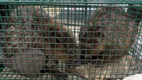 Two beavers in a green cage