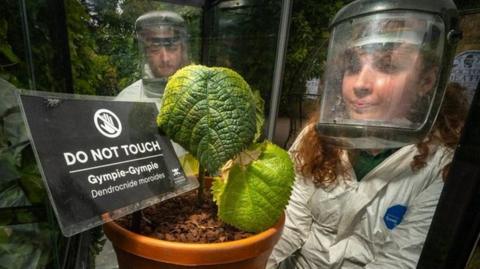 Staff in hazardous materials suits with the poisonous plant