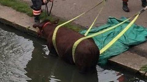 Cow being rescued from the River Cam in Cambridge.