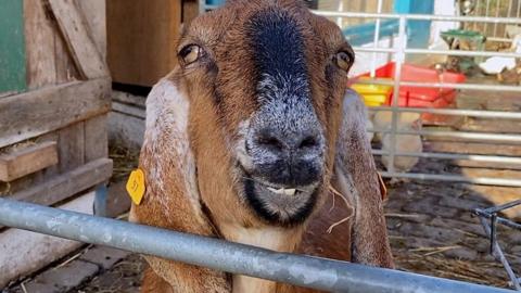 A goat at Hackney City Farm