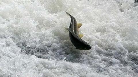 salmon in river