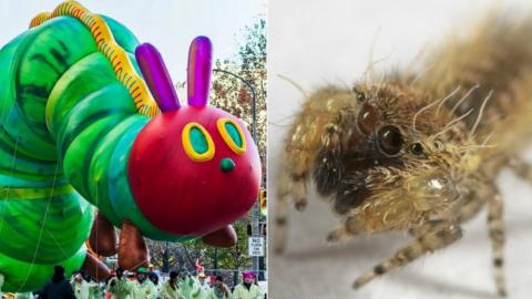 The Very Hungry Caterpillar and jumping spider Uroballus Carlei