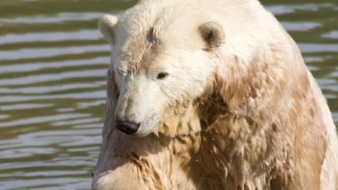 Animal breeding at Jersey Zoo to be reduced - BBC News