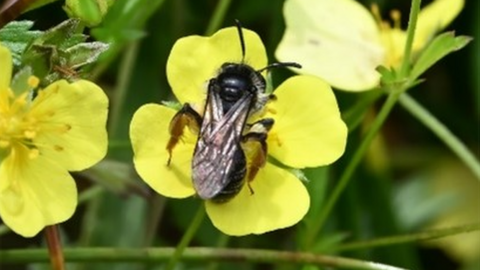 The tormentil mining bee