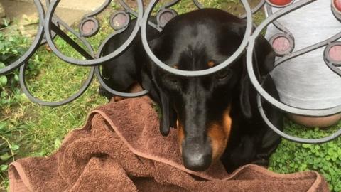 Dog in a wine rack