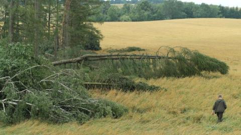 A man walks past some large fallen trees