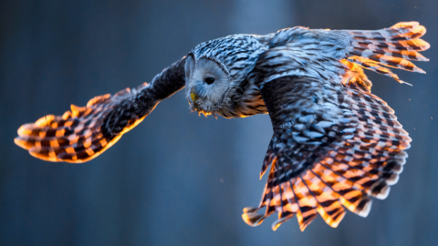 Ural owl in flight (c) Science Photo Library