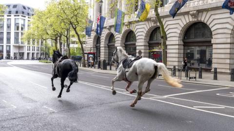 Two horses run through the street near Aldwych