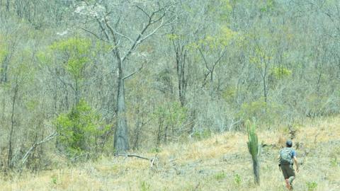 Caatinga dry tropical forests - the largest continous example of this habitat in Latin Amercia (Image: RT Pennington)