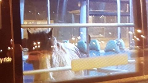 Horse on a bus