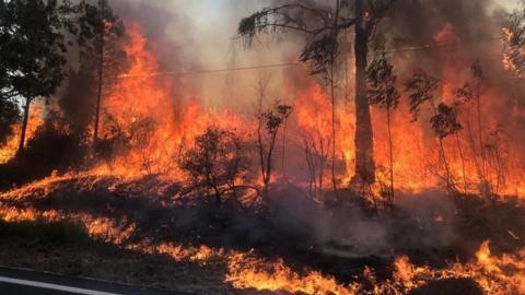 fire engulfs forest