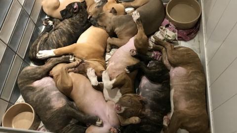 Nine puppies in a kennel