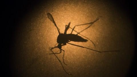 An Aedes aegypti mosquito is photographed through a microscope at the Fiocruz institute in Recife, Pernambuco state, Brazil.