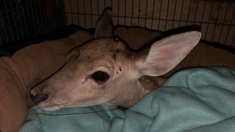 Injured deer found beside dead mother