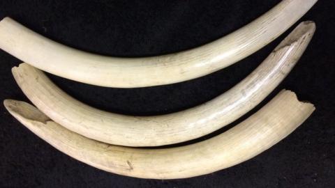 Three tusks donated by Chatteris Museum