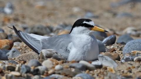 Little tern lies on beach